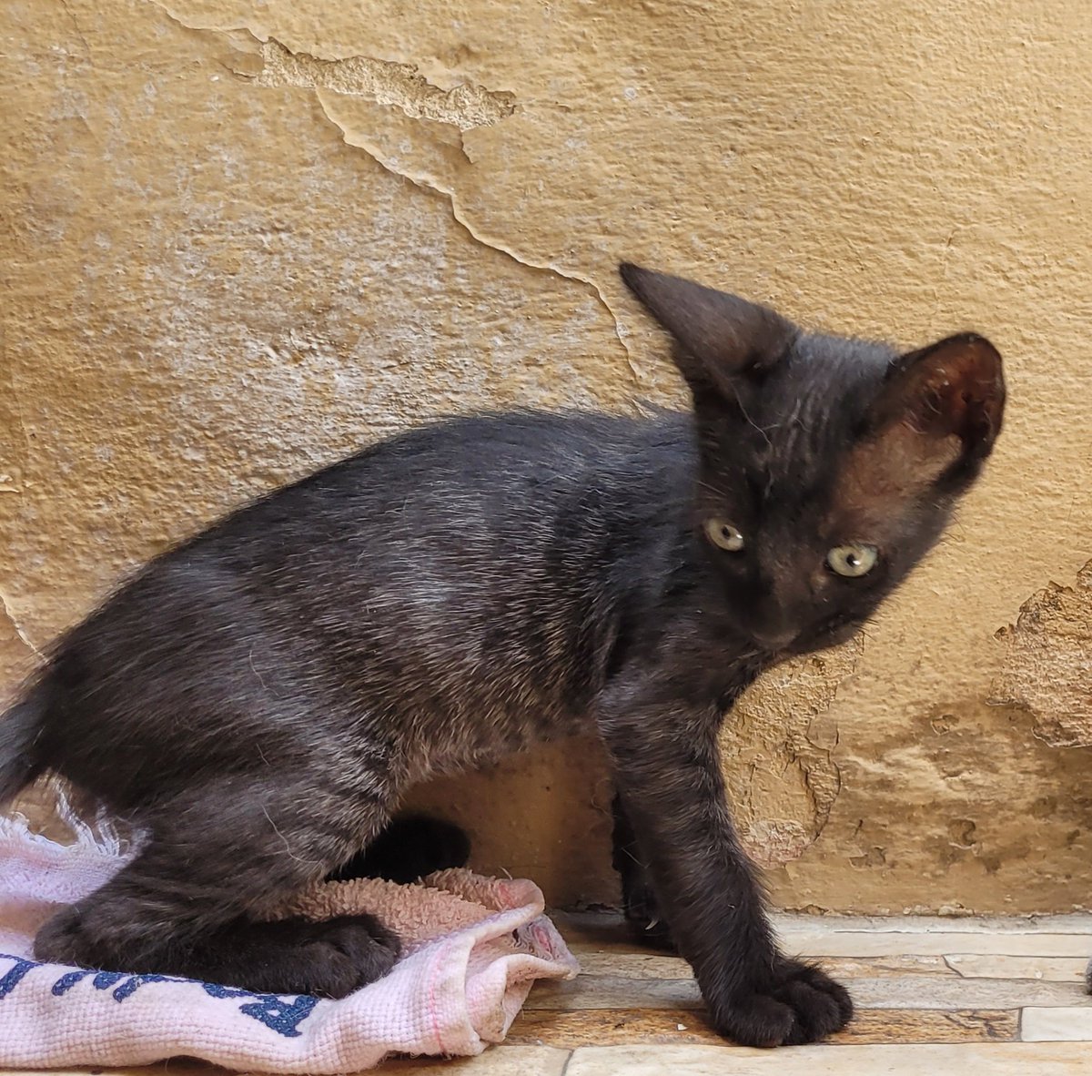 koalandeMichi's tweet photo. Hermanitas buscan hogar responsable RT 👇🏻🙏🏻🥺

Contacto: 0971 137 920 https://t.co/E1Lami86lD