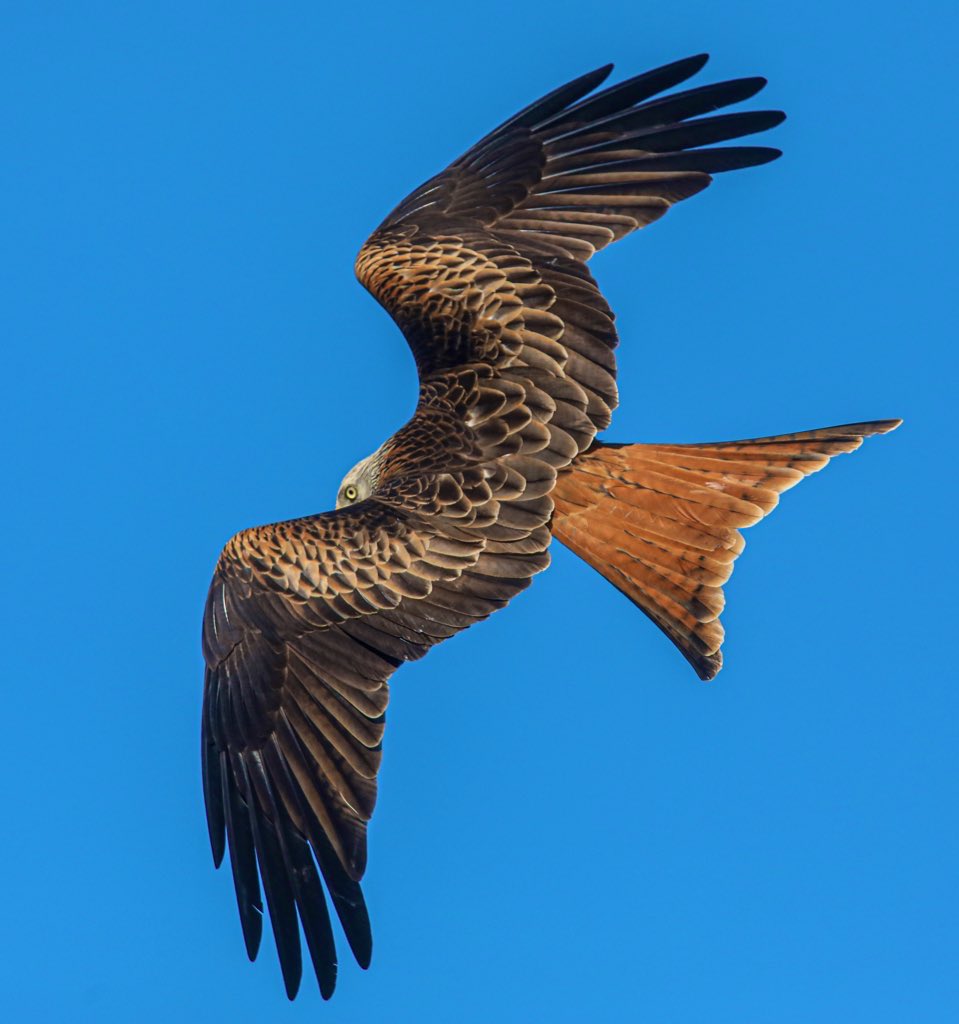 Todays thread is wing shapes, I’ll start with this Redkite taken in Leeds UK 🇬🇧 retweeting the lot