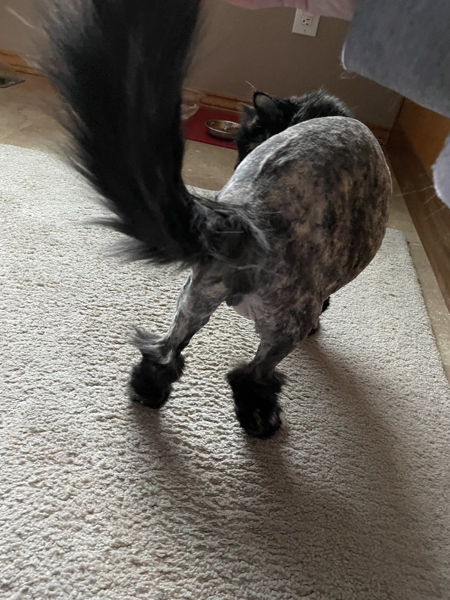 laura guy 🐈🐈⬛🌻🐦🚴🏻🇺🇦 (@lauraannguy) on Twitter photo <a href="/_We_Rate_Cats/">WeRateCats</a> Sophie had a full body shave due to mats. Don’t laugh too loud - I told her she looks pretty…. <a href="/_We_Rate_Cats/">WeRateCats</a> Sophie had a full body shave due to mats. Don’t laugh too loud - I told her she looks pretty….