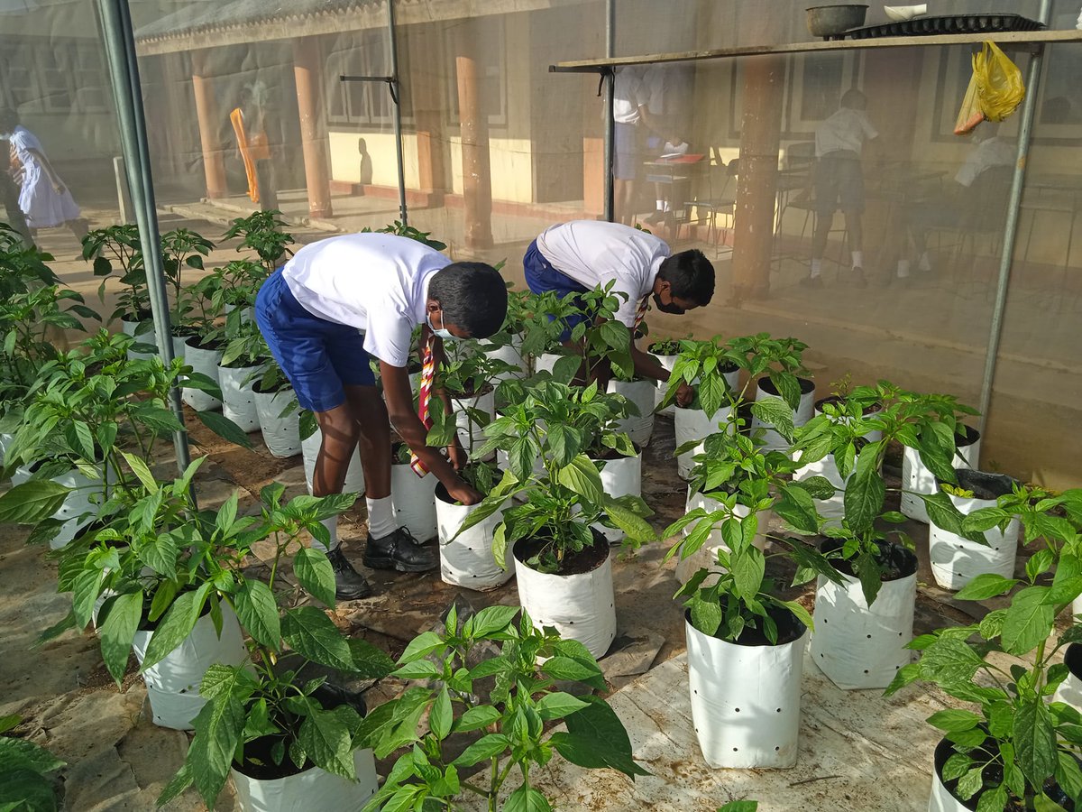 IHSANKALPITIYA's tweet photo. Over 200 schools to receive #Australian funding via @FAO to build entrepreneurial school gardens to uplift the nutritional security of children #lka #SriLanka #Australia @AusHCSriLanka @FAOSriLanka https://t.co/DOXCdo8A5F
