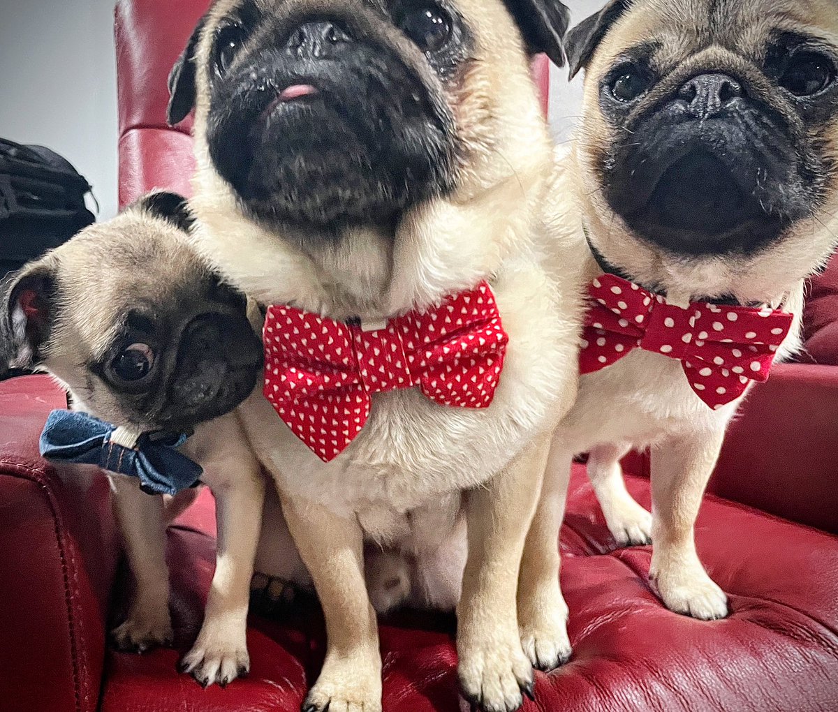 Todays combo … teeny tiny #tongueouttuesday blended with #tietuesday ! Meet our new friend Ruben in his 1st #bow tie from #DoggieBowTie ❤️

#pug #puglovers #cutenessoverload