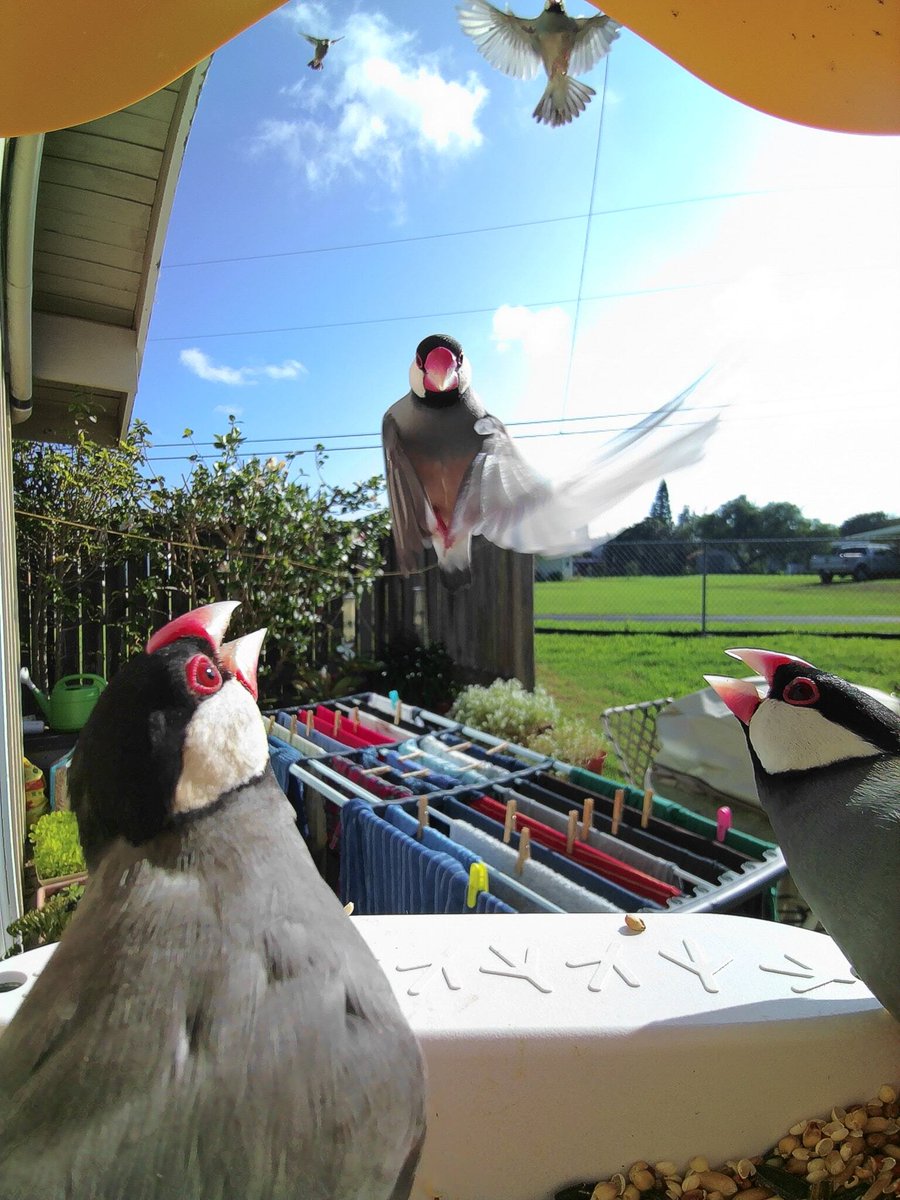 Birdbuddy tweet media