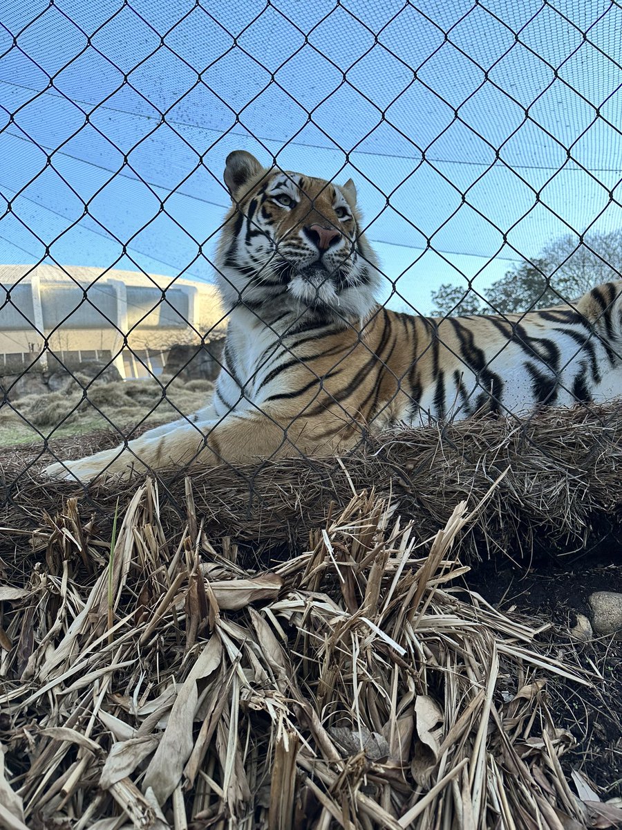 MikeTheTiger's tweet photo. Our deepest condolences to #TuskV and the entire @UArkansas family. Tusk recently passed away. @SEC #mascotssticktogether https://t.co/PEiI5SdyNP