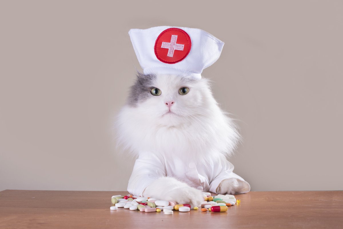 vet_prof's tweet photo. VETS: We would appreciate your thoughts by taking this short survey: 'Rational use of anti-infectives in cats', which asks about your experience of infectious diseases in your feline patients and where you would like more support/training - thank you: https://t.co/ug33Wtvp9p https://t.co/fhgPwrCUFL