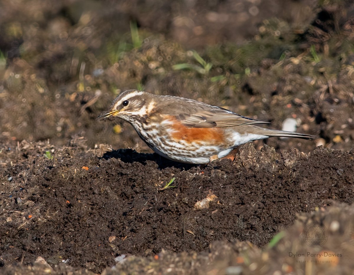 Nice lunch time walk over to Farnborough. The fields are still mostly frozen which has brought the usually flighty and skittish Redwing flocks closer to the warmer field margins. 
#LocalBigYear