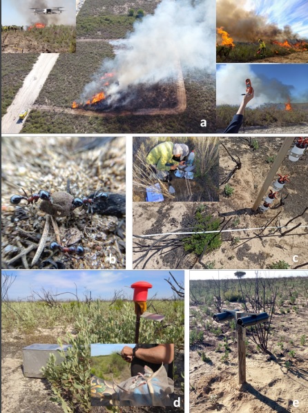 Fuego_lab's tweet photo. Disponible en la web @mitecogob https://t.co/lIpM9eyUYI (Carpeta>La red Natura en España) el libro
"Los incendios en la Red Natura 2000"
donde explicamos los resultados de las #Rxfire de los últimos años que están permitiendo avanzar el uso del fuego en áreas protegidas https://t.co/1ivgTNT8b1