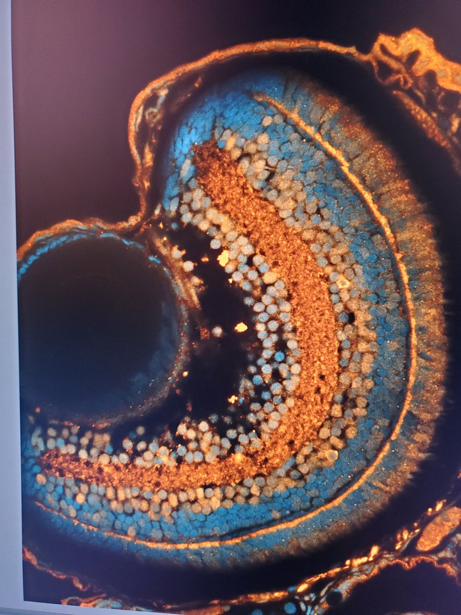 Brittany Karas tweet media