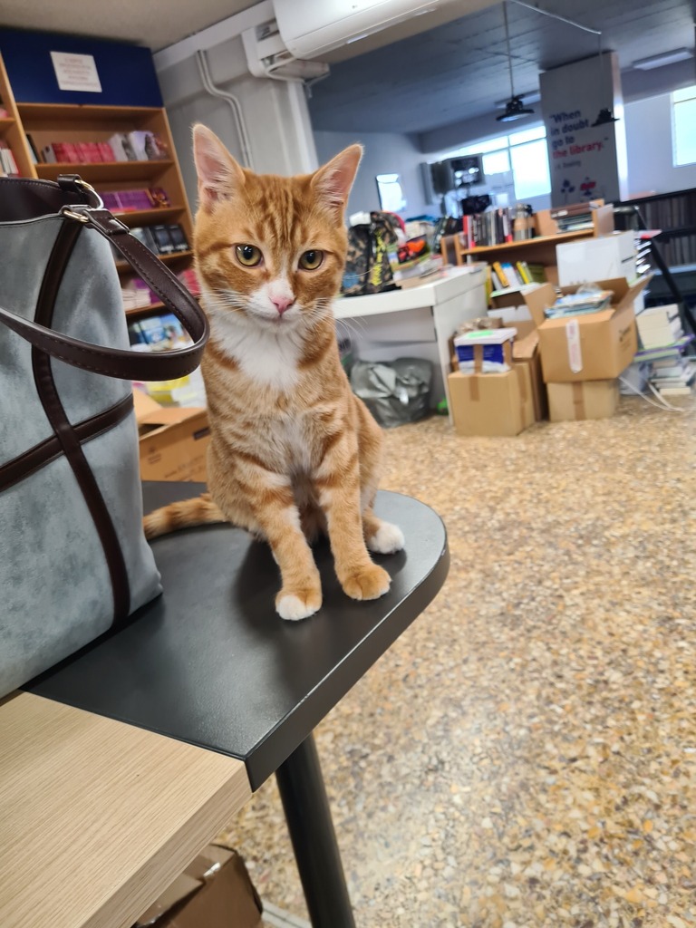 Bibliotopia Stores tweet media