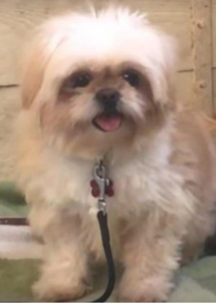 rosiedoc666's tweet photo. * GOOSE *
#spayed/#microchipped ADULT FEMALE CREAM/SOME BEIGE #SHIHTZU
23/1/23
#carpark of #Dayspark #Swanage #Dorset #southwest #BH19
Ran with lead and collar on chipped
🚨PLEASE DO NOT CHASE, NERVOUS RESCUE DOG🚨
https://t.co/bNe88Dswnn
@SwanRailway @SwanageVoice @bs2510 https://t.co/x8IHEFhYh5