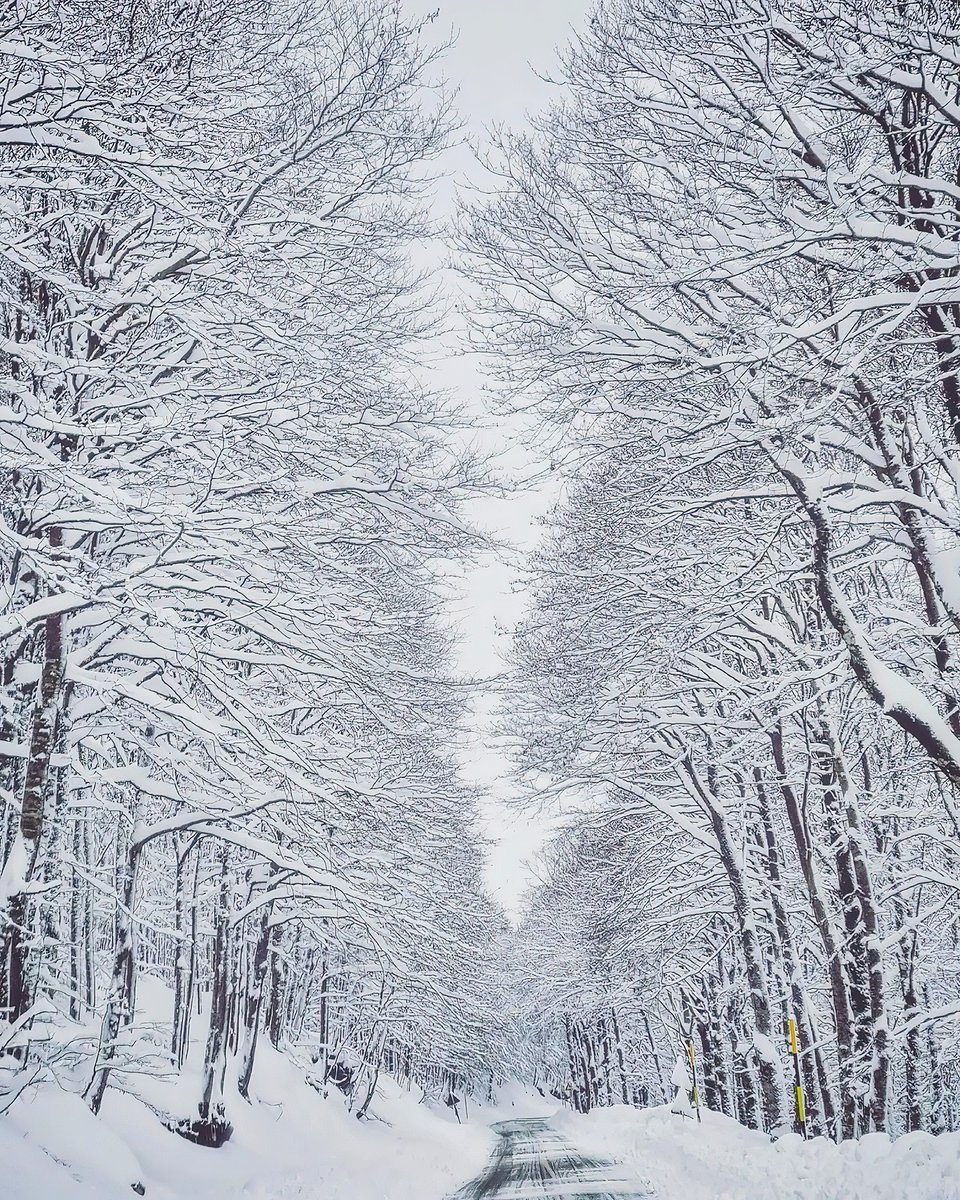 visit_ciociaria's tweet photo. La bellezza della neve a Forca d'Acero è qualcosa di indimenticabile 😍 La neve fresca che ricopre gli alberi ormai spogli, creando un paesaggio bianco e incontaminato, è una vista mozzafiato.
📍Forca d'Acero 🇮🇹
📸 IG vincibaron75
#forcadacero #valledicomino #ciociaria #lazio https://t.co/YT9q2jAMM2