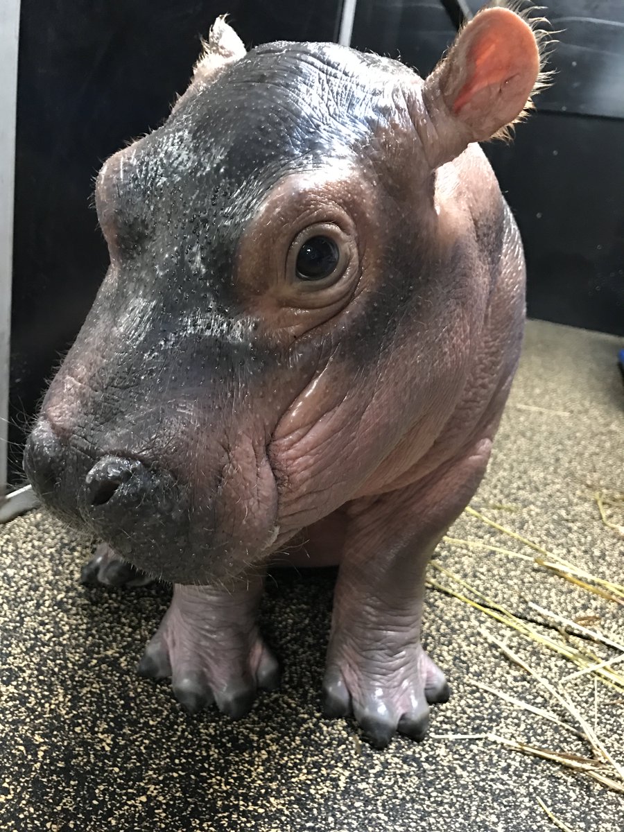 Cincinnati Zoo tweet media