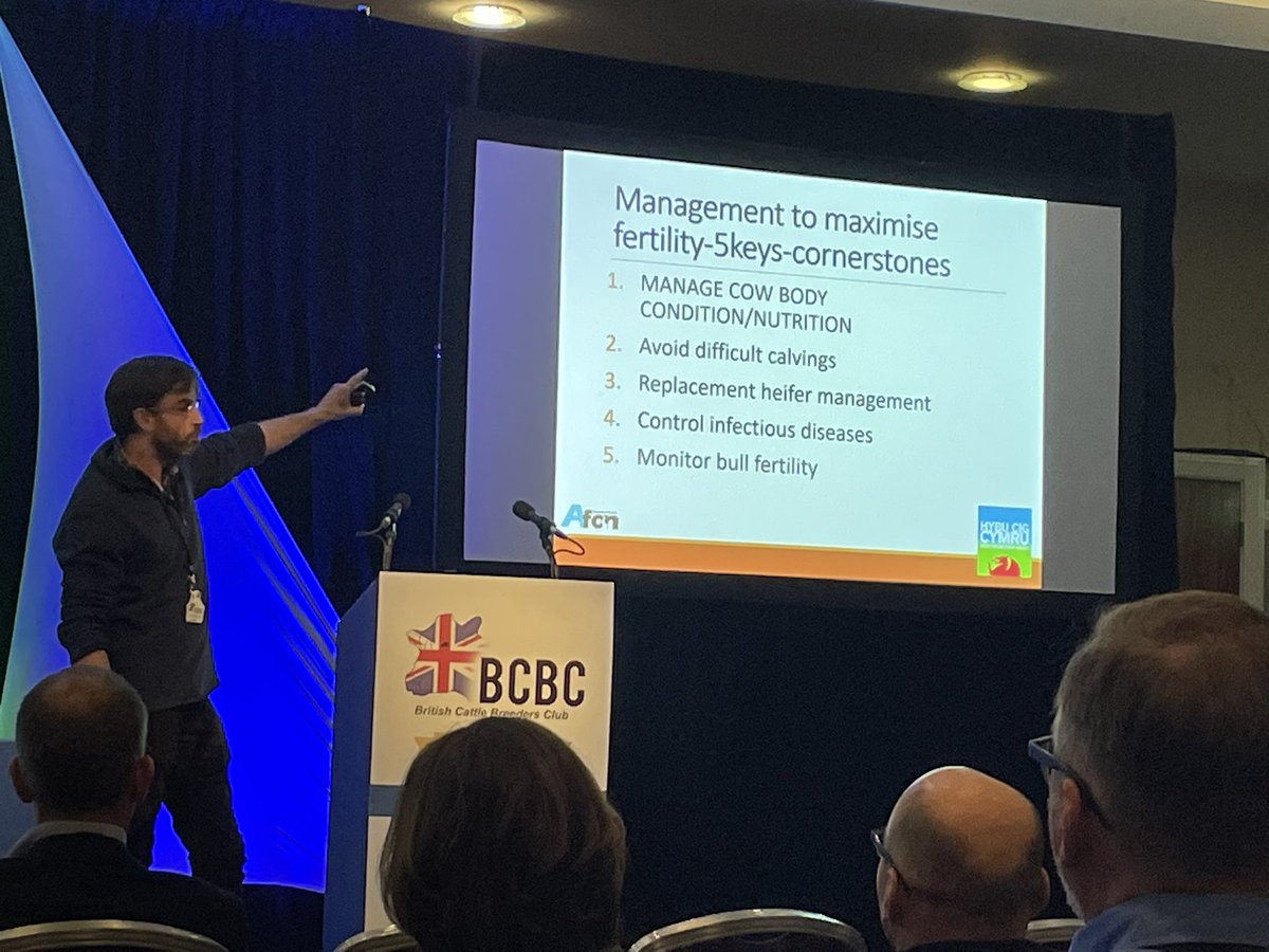 CattleBreeders's tweet photo. There are 5 cornerstones to maximising fertility in the #sucklerherd with cow body condition first and foremost, Gareth Mulligan of Afon Vets & @HybuCigCymru tells #BCBC2023 https://t.co/dX4wcClKyV