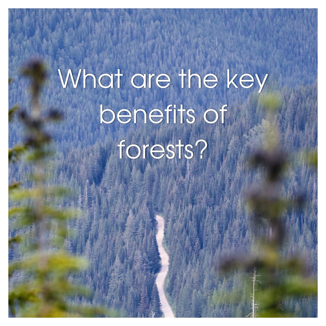 (A THREAD) U.S. forest cover has increased over the last 20 years. They have a vital role to play protecting local ecosystems &amp; providing a natural part of our response to climate change. So what are the 5 key benefits of forests?
<a href="/ASoftwoods/">American Softwoods</a> <a href="/ahec_europe/">American Hardwood</a> <a href="/AmericanForests/">American Forests</a>
(1/7)