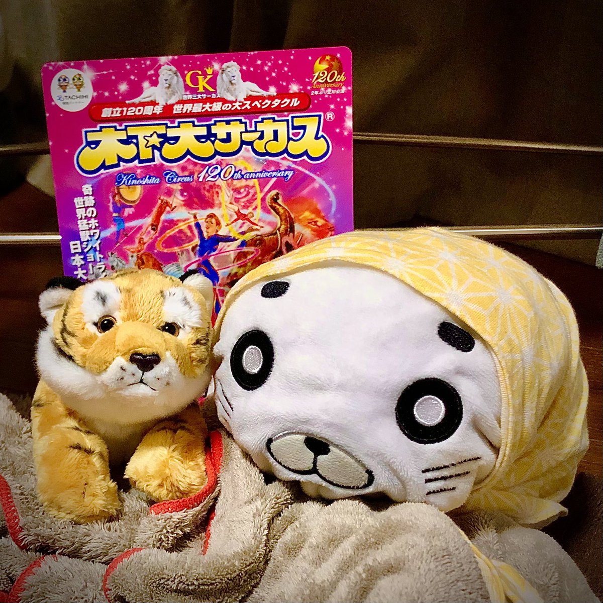 hechiriq's tweet photo. サーカスの興奮から、家にタイガー（大河）を連れてきました♡

ゴマちゃんが気持ち緊張しているような笑
#木下大サーカス　#虎　#ゴマちゃん　#少年アシベ　#初めまして https://t.co/juUmuOdEa0