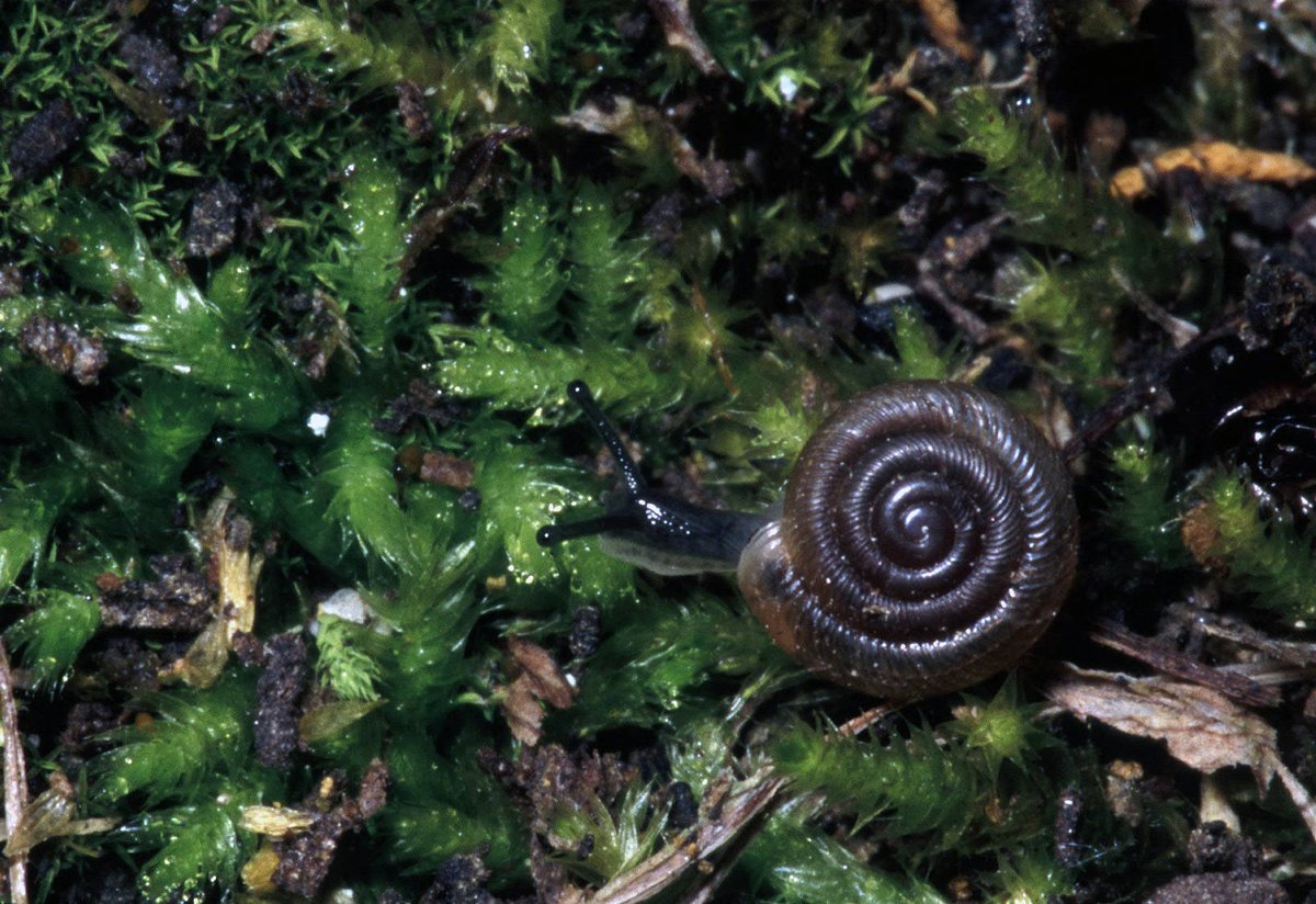 USFWS's tweet photo. Shoutout to all the snailblazers! While you may not be moving swiftly, you're still making a difference in the world.

📷 USFWS https://t.co/UqhgoeFeHB