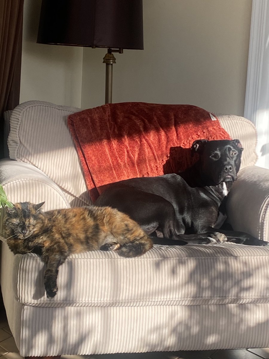 IgnacioTammy's tweet photo. Rescues from @AlexAnimals have made our family complete! #adoptdontshop #lunablue #macymae #lilycat #cantweallgetalong💜💜💜🐾🐾🐾 https://t.co/U27Tlx5pBc
