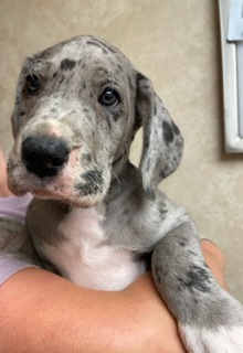 Phelps Veterinary Hospital tweet media