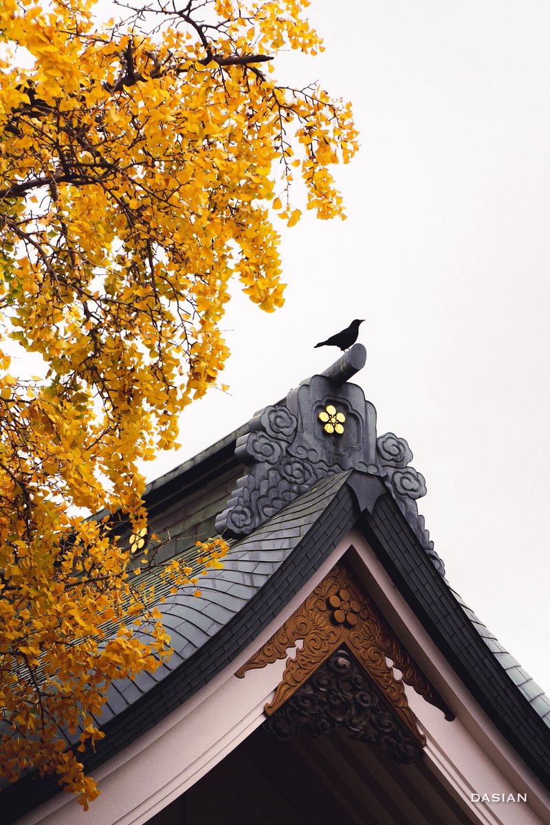 dasianjp's tweet photo. La hoja inconfundible del árbol gingko, es el símbolo de Tokio y cubre de dorado toda la ciudad durante el otoño.
#dasian #japon #momiji https://t.co/jKsFbPR4ZG