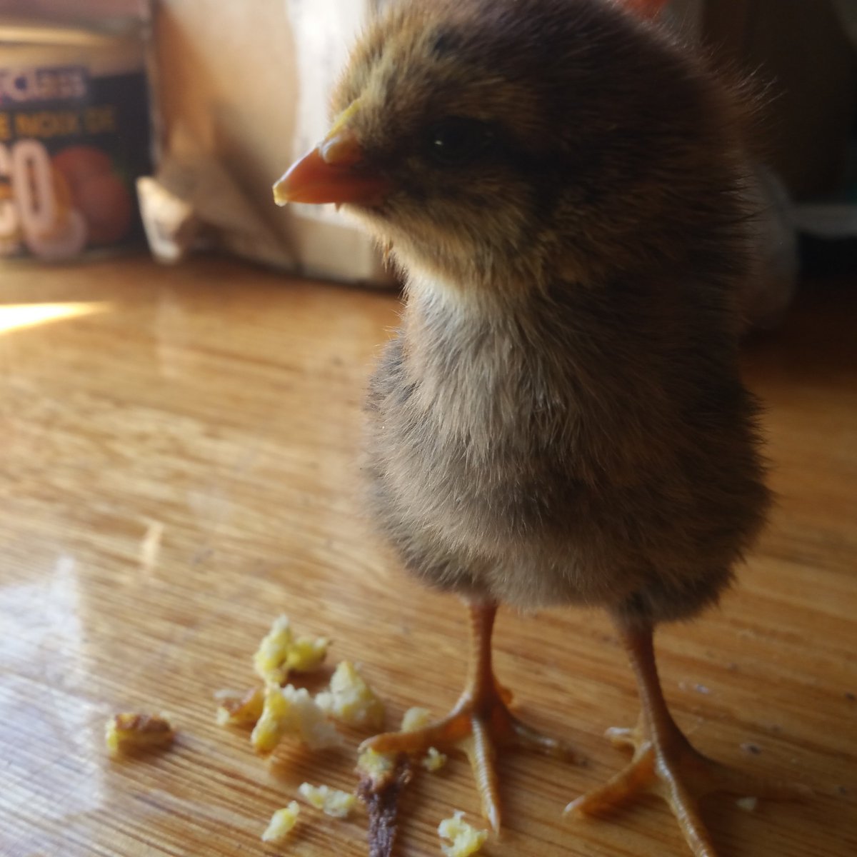 We managed to hatch out and raise many chickens last warmer season using zero electricity. With some help of broody hens, we remove hatched chicks, replace with new eggs, and we keep the chicks warm with cloth wrapped not too tight.

#Homesteading #chickens #raisingChickens