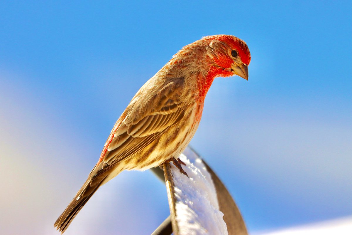 Have a wonderful day🎶🎸
#HouseFinch