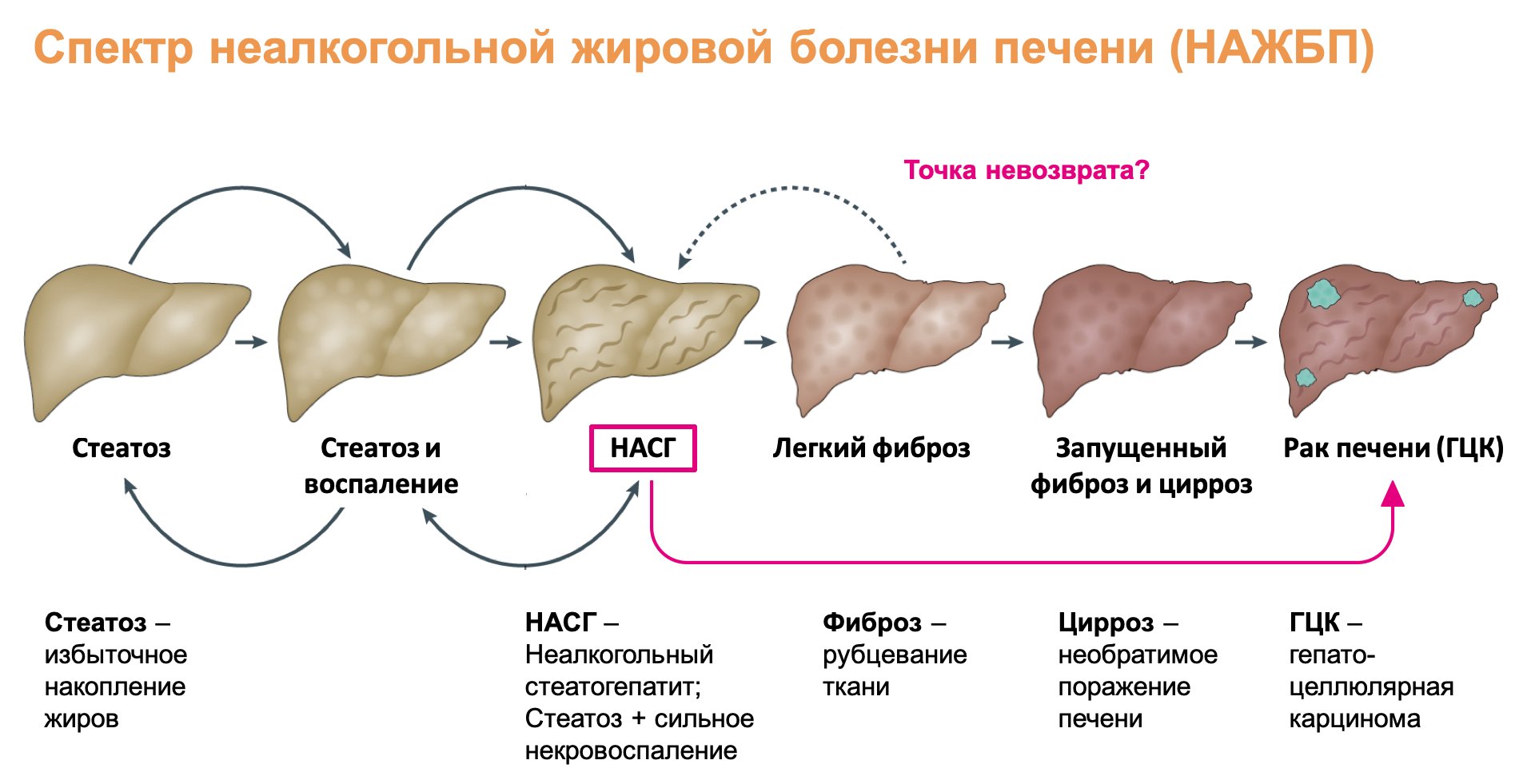 Неалкогольная жировая болезнь печени (НАЖБП)