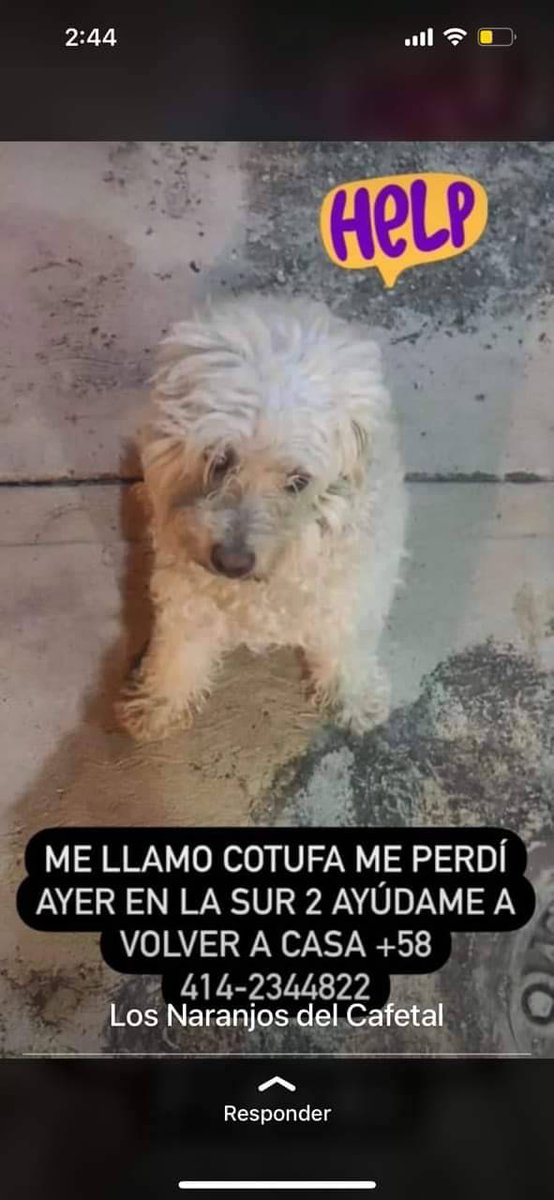 PerroUsuario's tweet photo. #SeBusca  a Cotufa,  El Cafetal https://t.co/xHSGG02Y1e