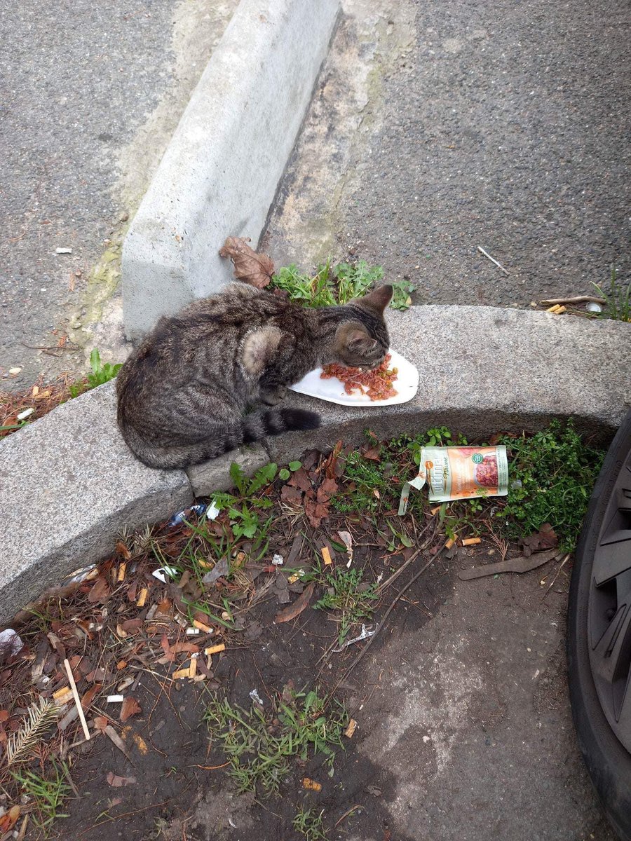 AnimegauxO's tweet photo. ❤️ Famille d’accueil recherchée pour cette #chatonne de 5 mois trouvée errante, sociable et bien évidemment encore une fois non identifiée.
Sur Aubervilliers.
Contact: 0617920242. https://t.co/c4j3K5Nw5B