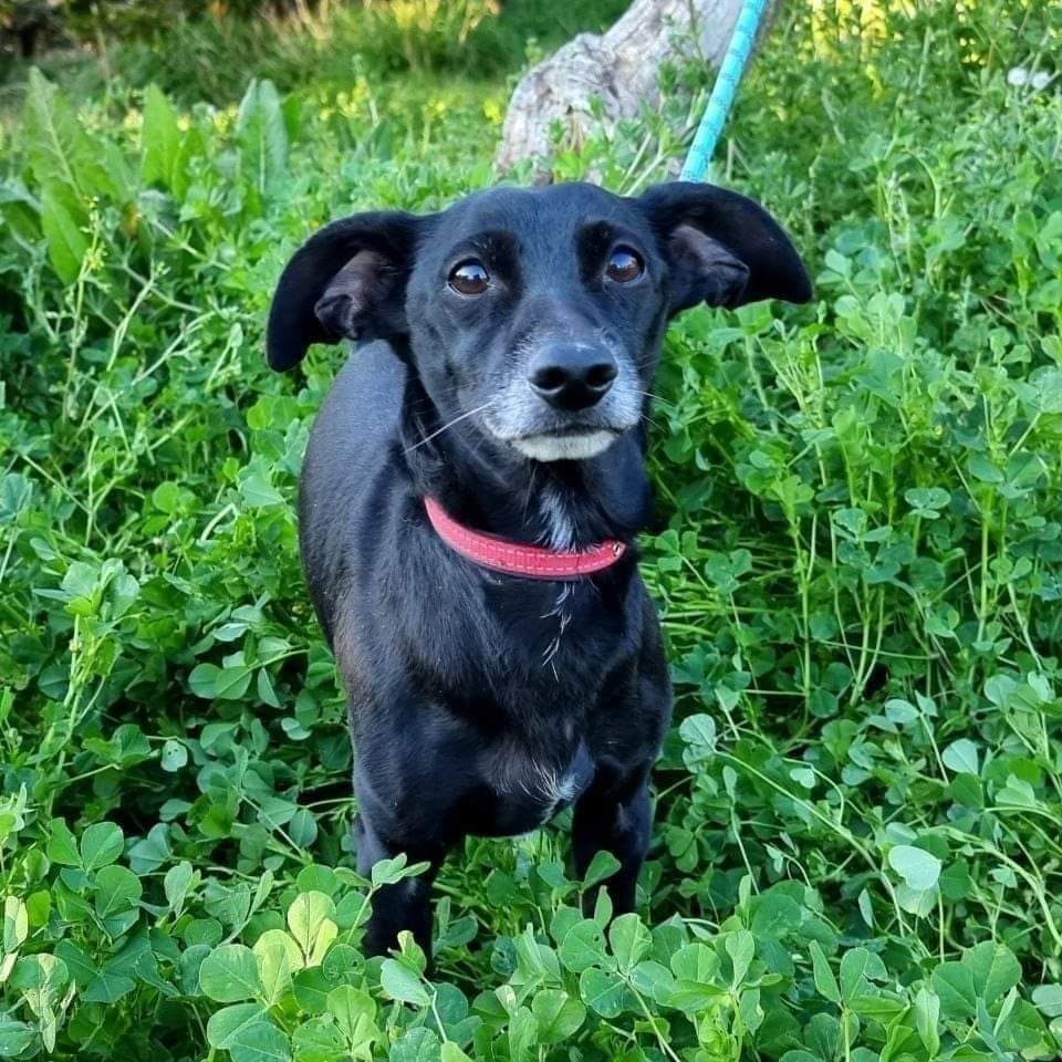 ¡¡¡ EN #ADOPCIÓN !!! #VALENCIA.

CHIPI, macho de unos 5 años aproximadamente, y unos 6 kgs de peso, busca hogar.
Apto con perros y gatos. 🐶💗🐱
Necesita tiempo para confiar, hay que dejar que tome su tiempo y que no se le fuerce.

WhatsApp: 📱 644 78 11 88
