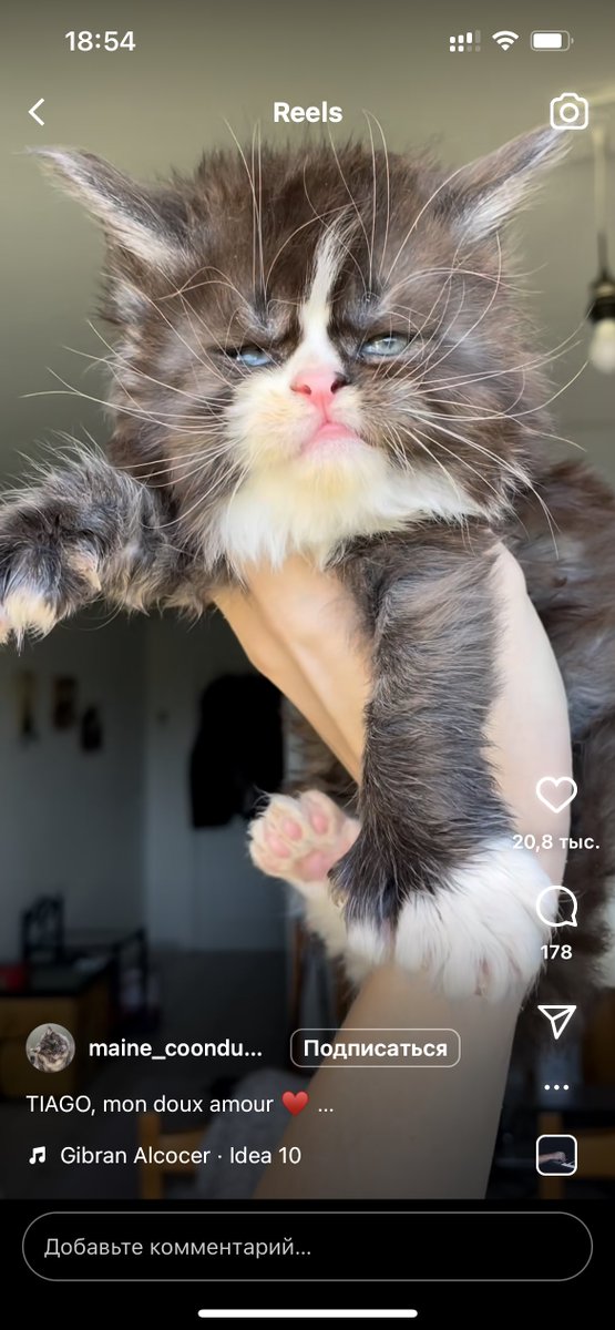 _zhnec's tweet photo. Котята мейн-кунов чисто алкаши с недельного перепоя https://t.co/YcixnQ4oj4