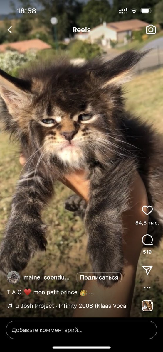 _zhnec's tweet photo. Котята мейн-кунов чисто алкаши с недельного перепоя https://t.co/YcixnQ4oj4