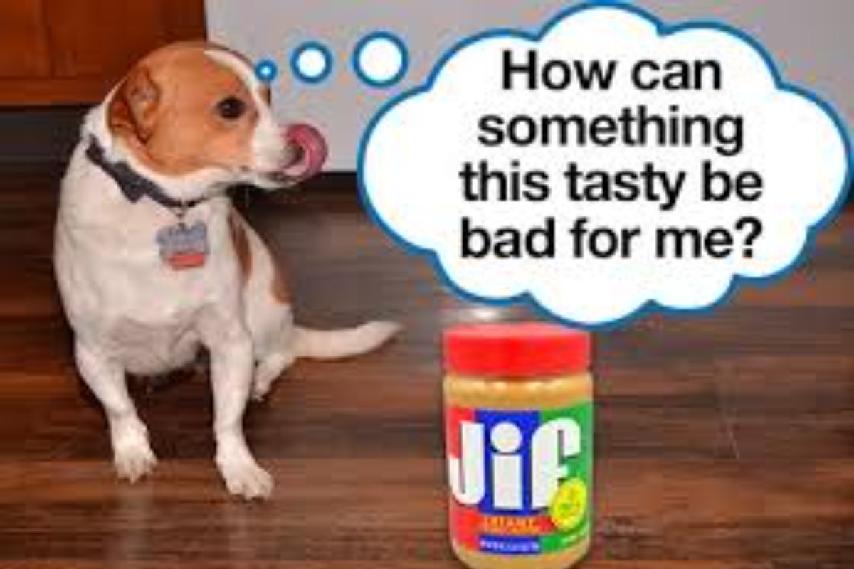 Is Jif Peanut Butter Safe For Dogs
