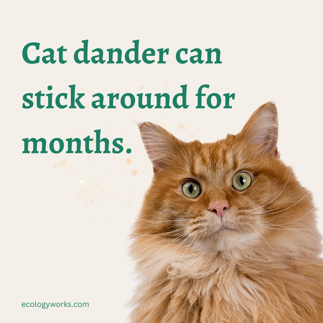 ecology_works's tweet photo. Dealing with #CatAllergies? Cat dander can stick around for months. The Ecology Works household products can help. Shop now: https://t.co/4gWgEMwNbt https://t.co/9NBvqdNA0b