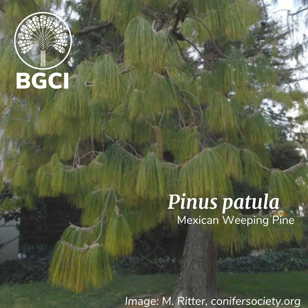 Botanic Gardens Conservation International tweet media