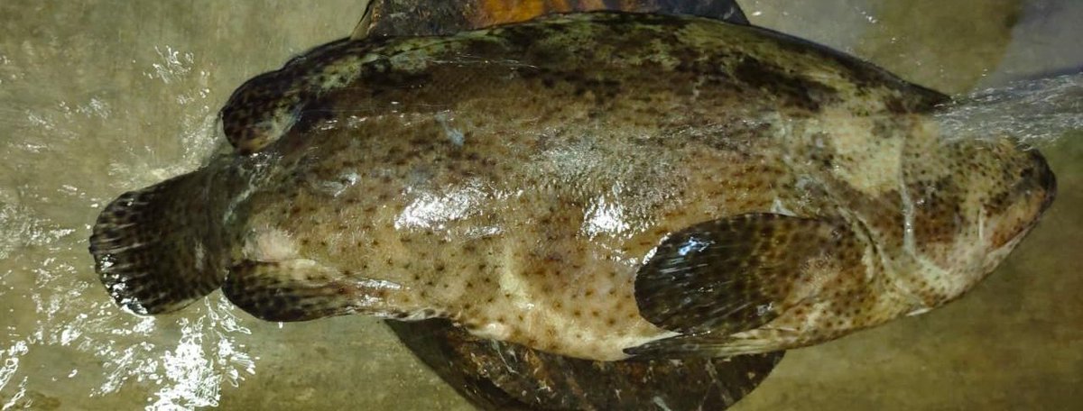 NgPgmd's tweet image. Masih ingatkah Brother @kancingdjaya? Today mulai proses lho...

#ICSGRTC