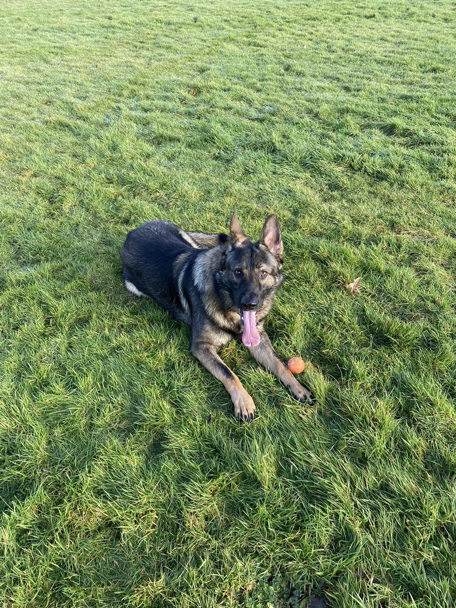 BernardVerbeek's tweet photo. Bruce playing fetch with dad #gsd #gsdlover #gsddad #GermanShepherddad #GermanShepherd #DogsofTwittter #DogsOnTwitter #dogsarefamily #dogsarelove #Germanshepherdireland #GermanShepherds #germanshepherdpuppies #dogdad #DogLover #gsdireland https://t.co/a56Ecx2rPt