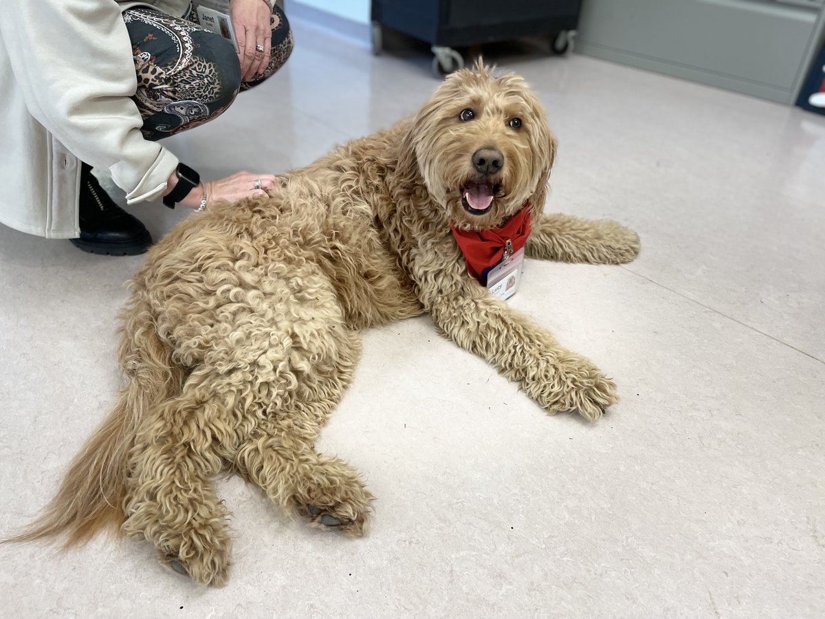 test Twitter Media - On Tuesdays in the Art Hive, Goldendoodle Lucy greets each person who enters with a wagging tail and enthusiastic demeanor. Lucy’s volunteer handlers have a weekly presence in the Art Hive. 
Read more about how pets and art are bringing joy:
https://t.co/CaK8MhHSHD https://t.co/QSKZOVtgFf