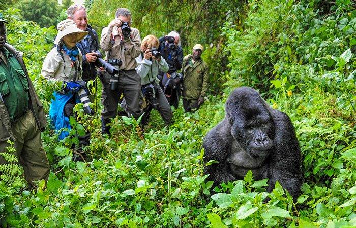 Here are 5 reasons to make Uganda a base for Mountain Gorillas 1. You will be where the half of the worlds mountain Gorillas live. 2. you will find more affordable permits 3. You can take on challenging terrain 4.lost of birds and primates