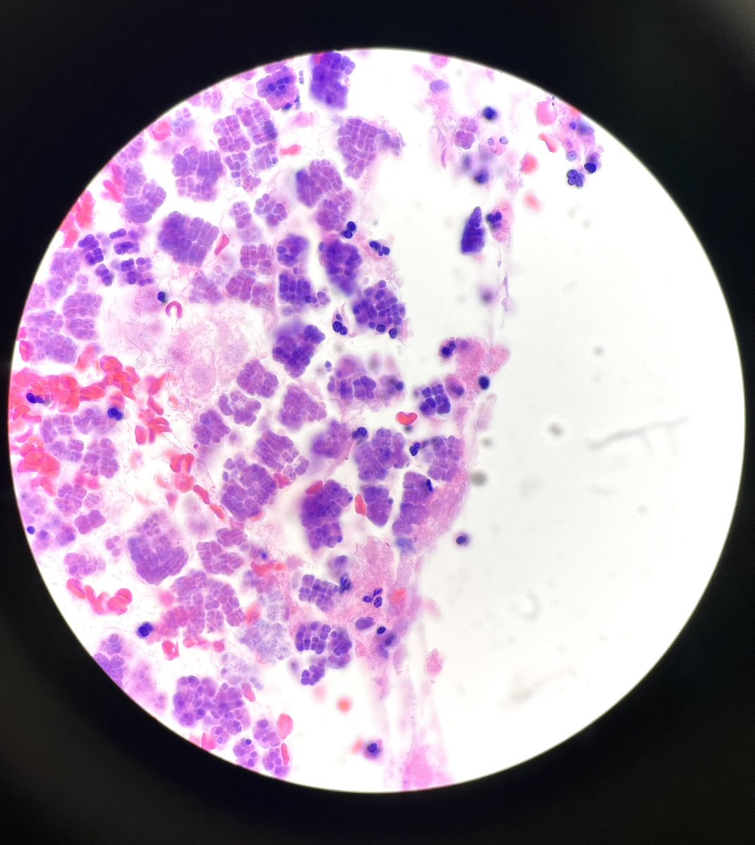 Stephanie Hart, MD tweet media