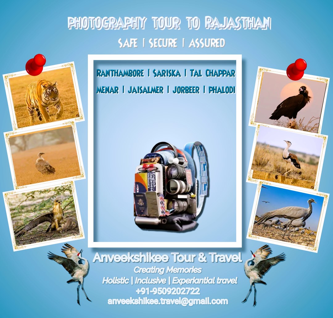 #widlifephotography #photographytour #Rajasthan #rajasthanwildlife with #anveekhsikeetourandtravel #IncredibleIndia #wildlife #menar #udaipur #Jaisalmer #Ranthambore #talchappar #phalodi #jorbeer #bikaner #vultures #Tigers  #Bustards #cranes #migratorybirds