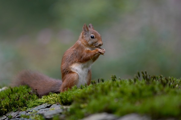 Op onze locatie in Toldijk produceert Voerwaarts eekhoornvoer voor retailers in binnen- en buitenland. Onze kennis over eekhoornvoer hebben we nu uitgeschreven en gepubliceerd op eekhoornvoer.nl