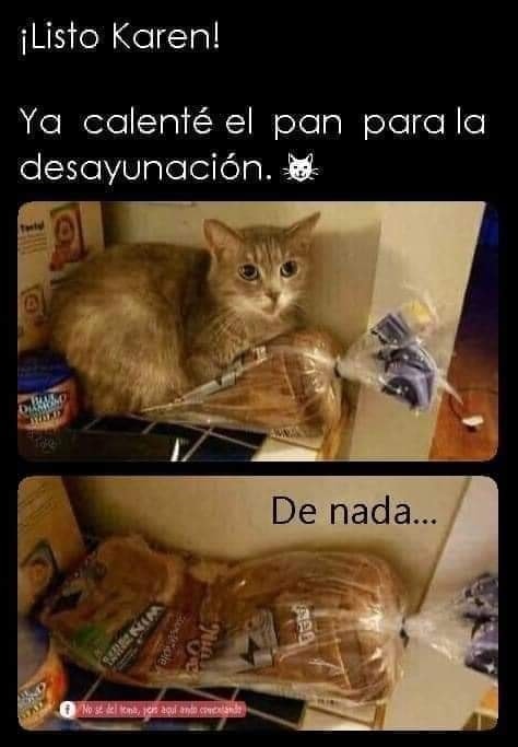 Para que queremos un tostador si tenemos al michi jajaja