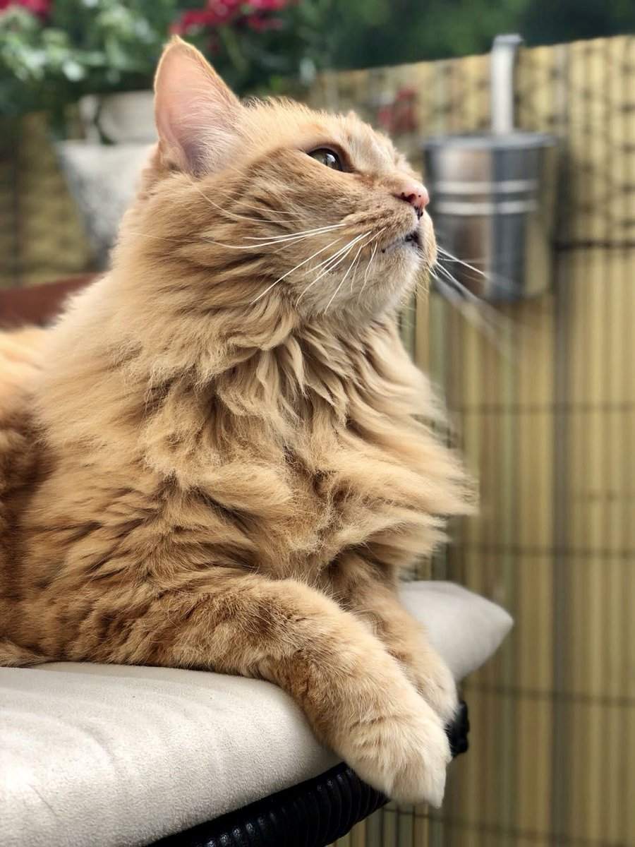 TIER-NOTRUF.de (@tier_notruf) on Twitter photo Komm‘ gut rüber, Chico, du wunderschöner kleiner Kerl. Du wurdest geliebt, bis zum Mond und zurück. 🌈♥️ Komm‘ gut rüber, Chico, du wunderschöner kleiner Kerl. Du wurdest geliebt, bis zum Mond und zurück. 🌈♥️