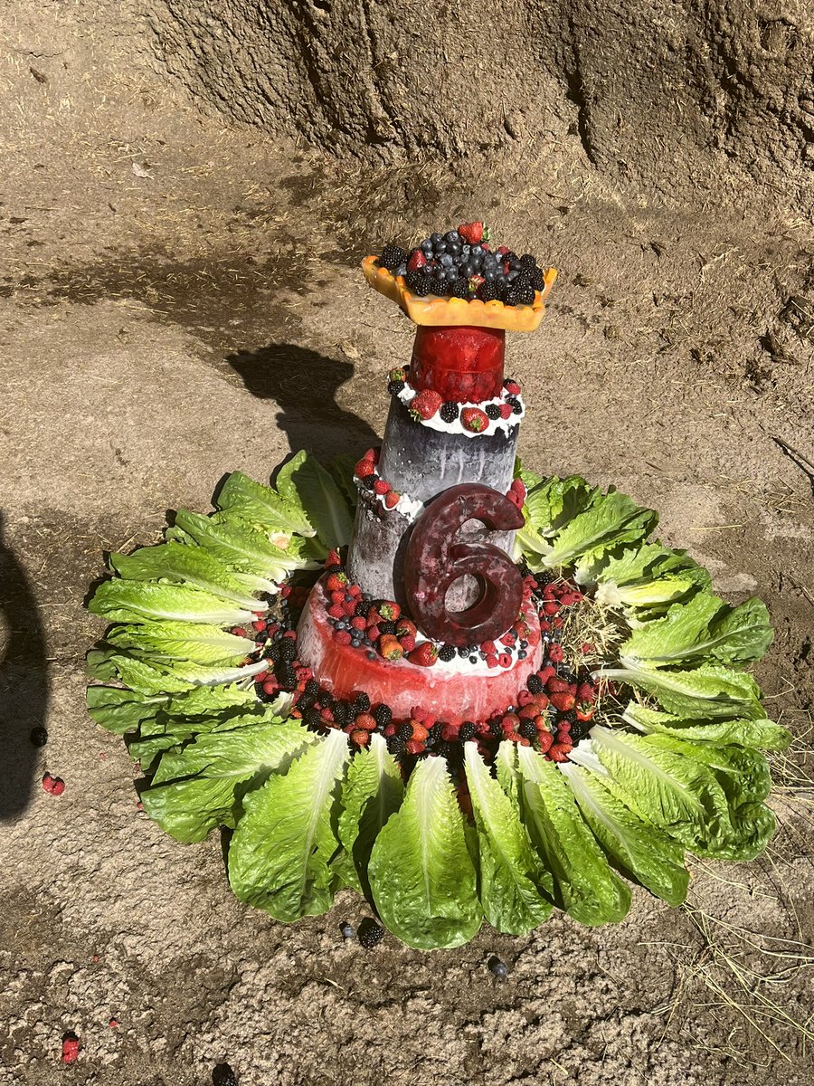CincinnatiZoo's tweet photo. Happy 6th Birthday, Fiona! She is celebrating with her care team, bloat and a cake made with all her favorite foods! Her special birthday cake was made with produce donated by @SimpleTruth4U! https://t.co/V2c539mN3M
