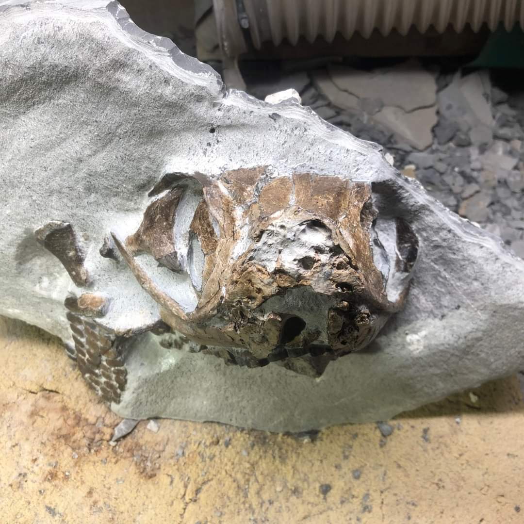 Hi <a href="/Dean_R_Lomax/">Dr Dean Lomax</a> I'd be very grateful if you could ID this Ichthyosaur species from the skull? Found last year, from the Jurassic of Somerset, thanks!