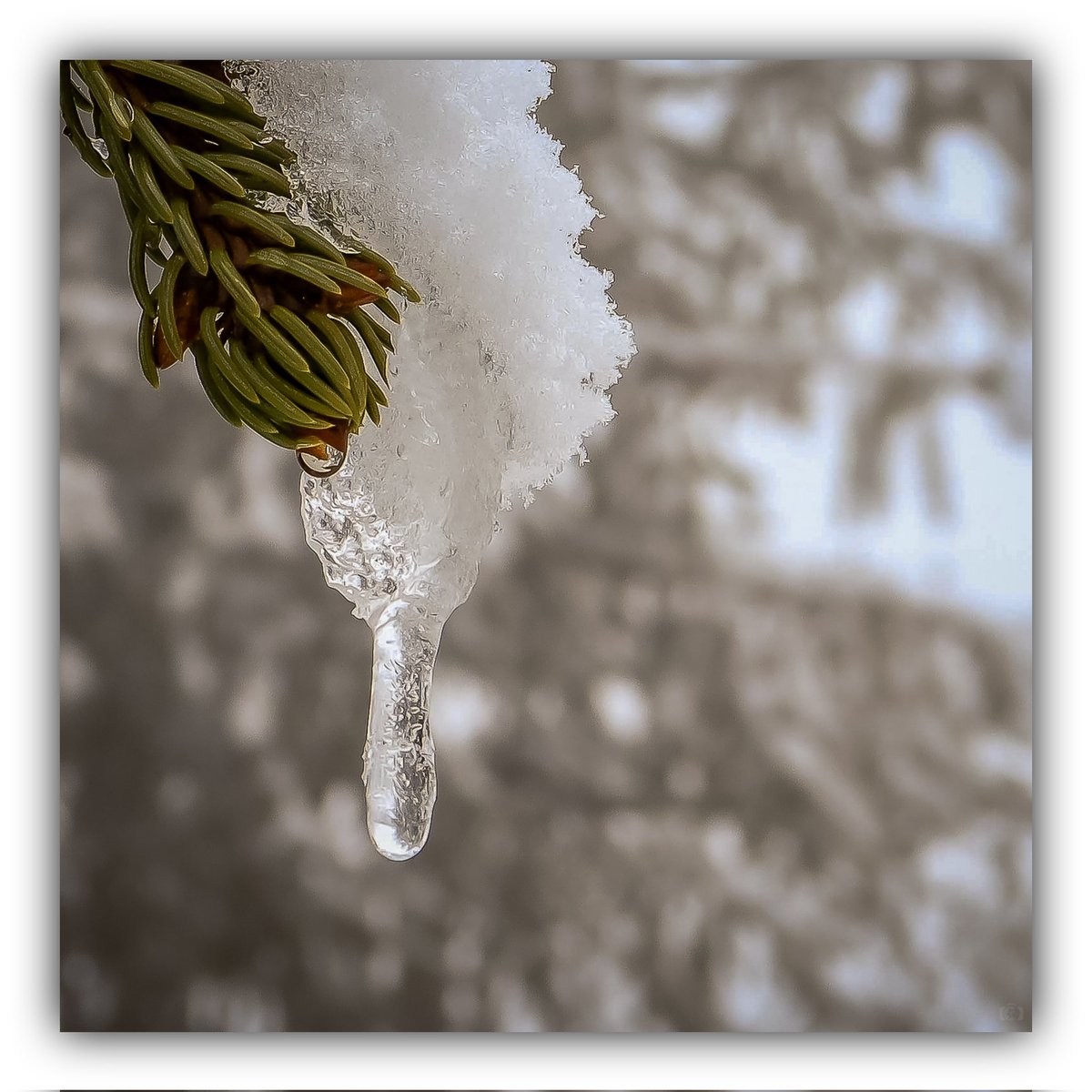 La gota...

#macro #macrophotography #nature #naturephotography #photography #photooftheday #macroworld #macrophoto #macros #naturelovers #macro_captures_ #macro_highlight #macro_perfection #bokeh #photography #canon #bokehlicious #macro #photographer #winter #snow #cold #bn