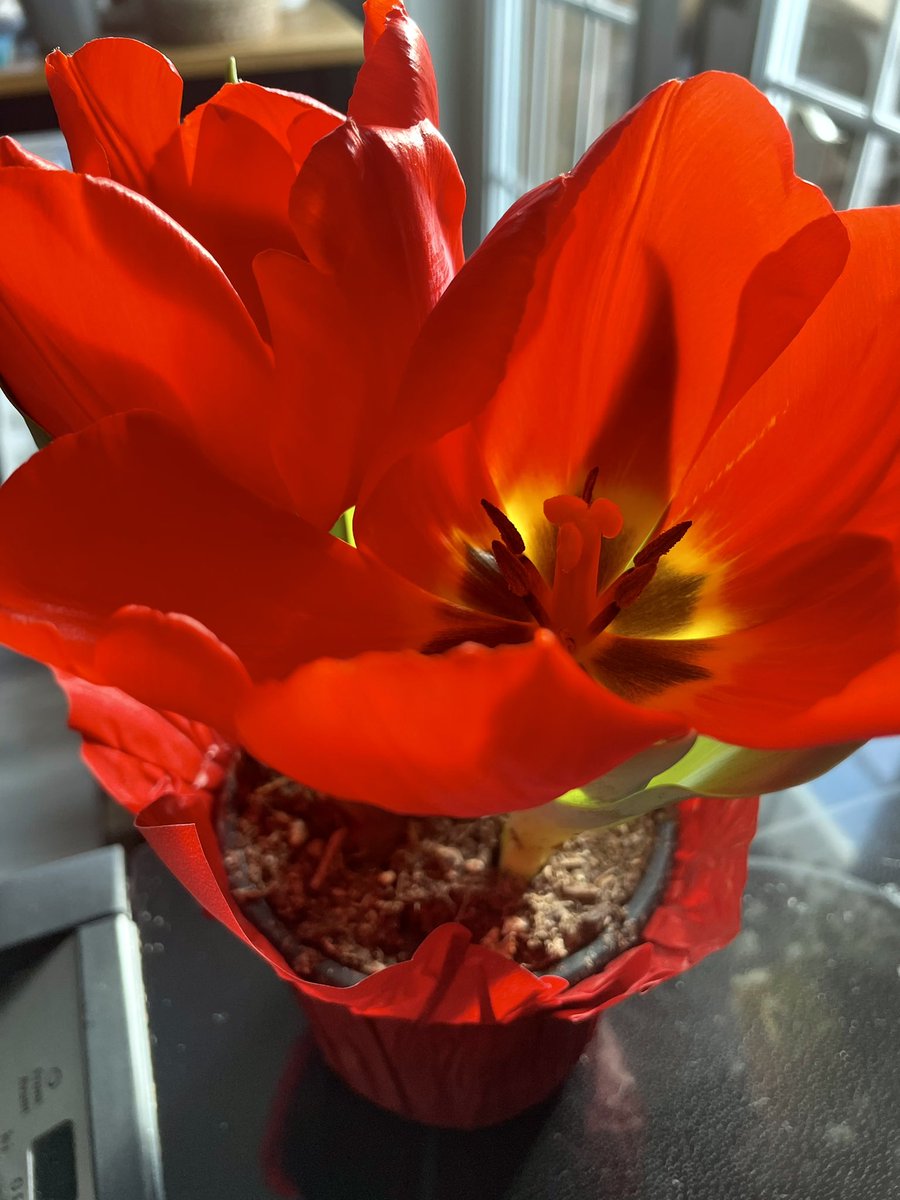 Red Socks Go With Absolutely Anything tweet media