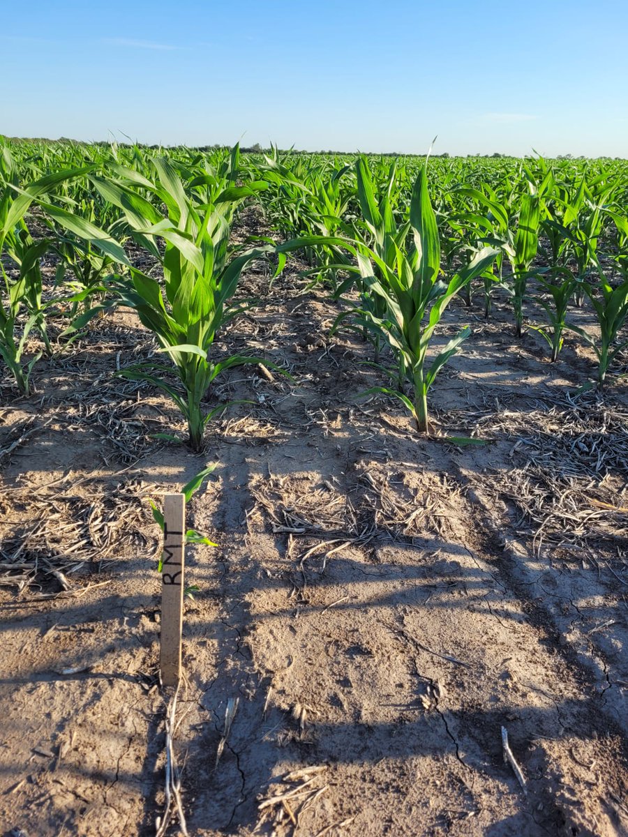 Flor Accame tweet media