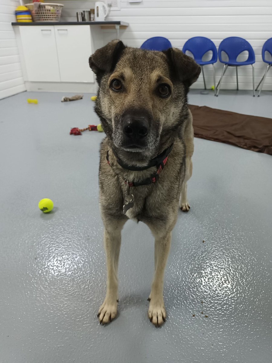 💚Duke💚

He's spent a year looking for his forever 🏠

He's a timid little fella who warms to you slowly &amp; will accept strokes💚

Can you give this wonderful boy the home comforts he needs? 

oakwooddogrescue.co.uk/duke.html

#rescuedogs  #rehomehour #TeamZay