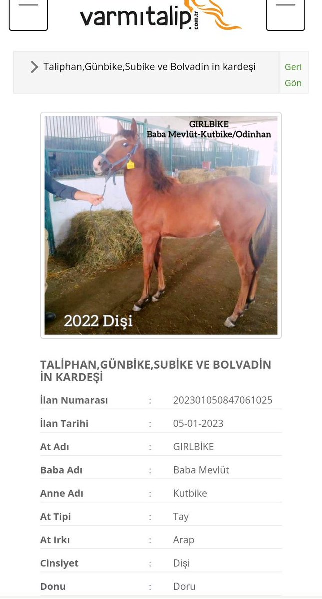 MetinMfg's tweet photo. GIRLBİKE (#BabaMevlüt & Kutbike)2022 Dişi tayı Web sitemiz @varmitalip.com.tr de satışa sunulmuştur,ücretsiz üye ol ilan ver at al sat ürününe değer kat #Taliphan,#Günbike, #Subike, ile kardeştir @Berktwo @sevketberbroglu @BarEmrah1 @GokhanAksuGOLD https://t.co/1HLazqvyH0 https://t.co/BewjsP5Jqk
