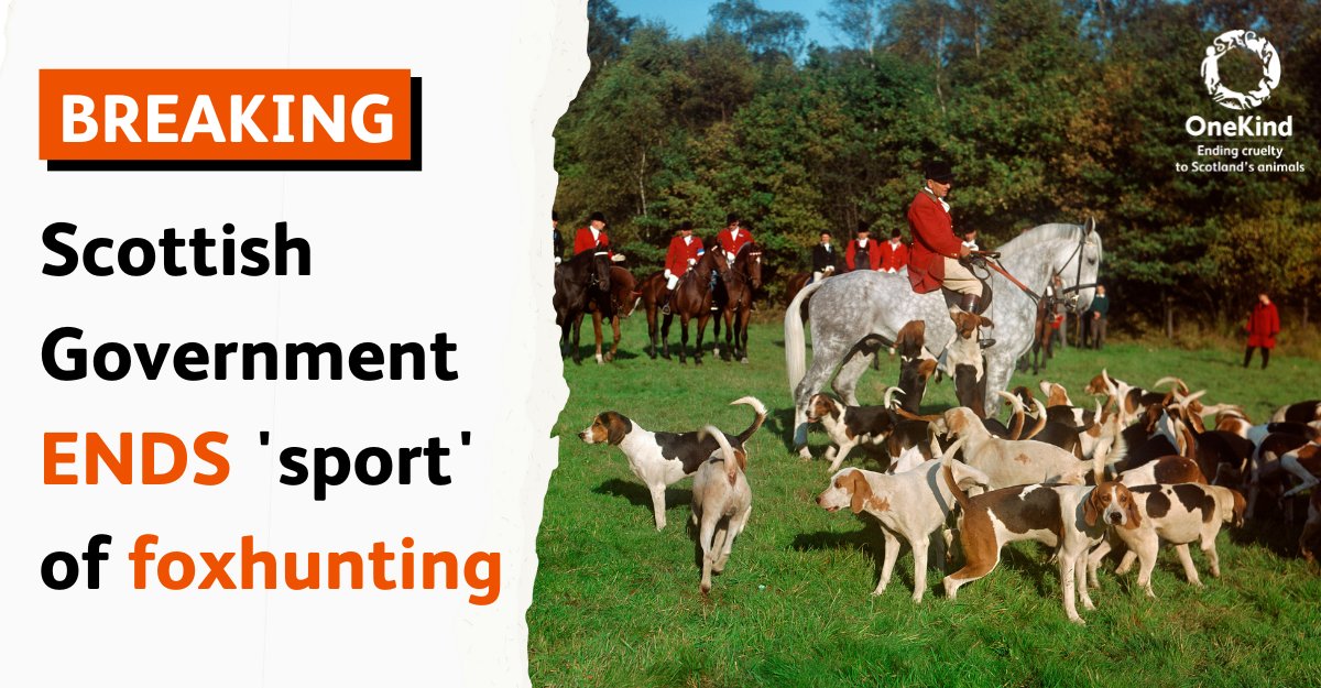 BREAKING ❗

The Scottish Government has just ended the 'sport' of foxhunting in Scotland. 👏#ForTheFoxes